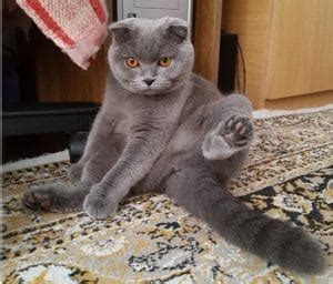 scottish fold buddha pose|scottish fold facts.